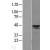 Western Blot: Actin Alpha 2 Smooth Muscle Lysate [NBL1-07272] - Western Blot experiments. 
Left-Control; Right -Over-expression Lysate for ACTA2